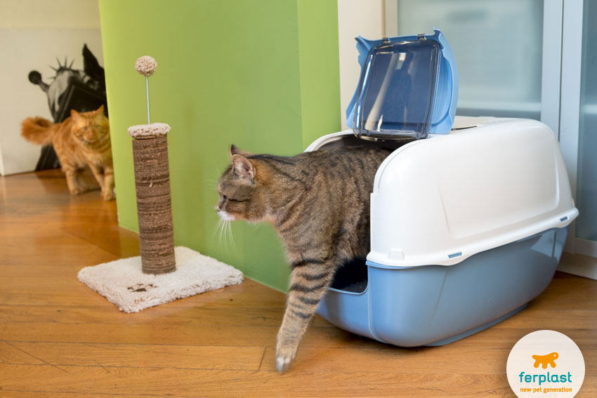 cats litter trays toilette prima cabrio scratching post